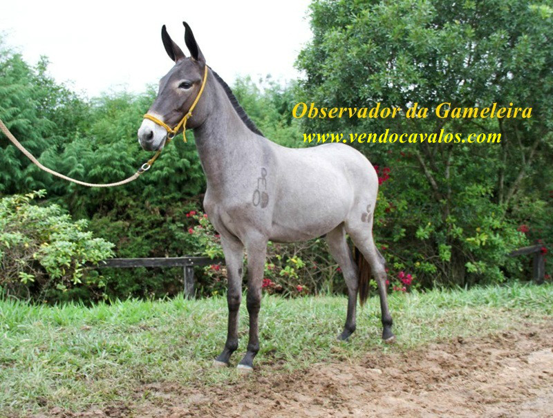Observador_da_Gameleira