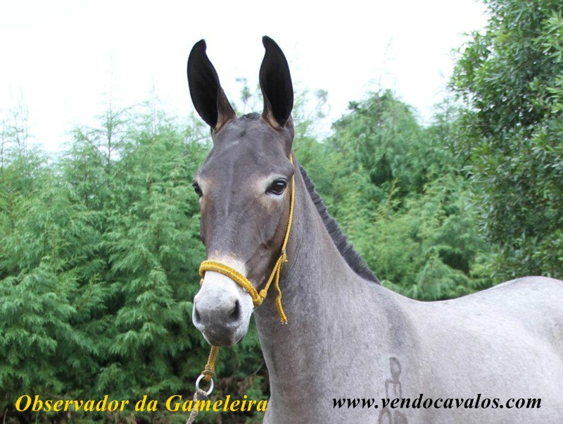 Observador_da_Gameleira