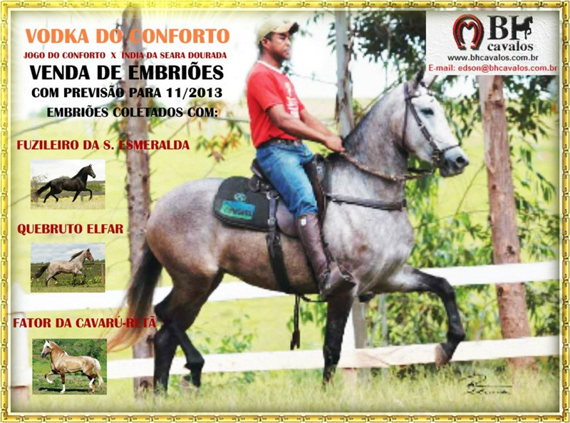 cavalo -  material genético- vendocavalos.com