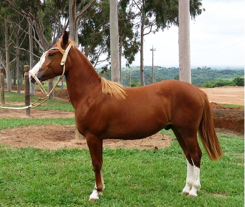 Beija-Flor Criulo Maho