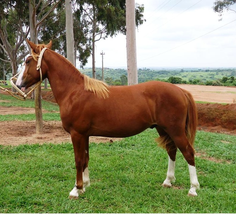 Beija-Flor Crioulo Macho
