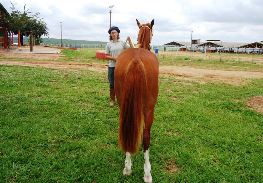Beija-Flor Cavalo Crioulo Macho