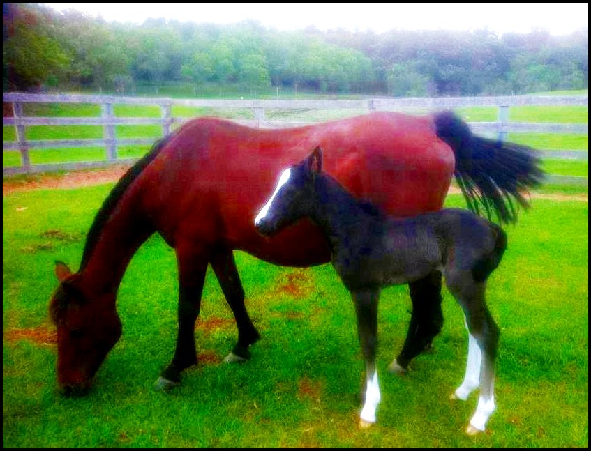 CAVALO CRIOULO FEMEA