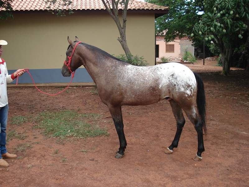 mangalarga marchador