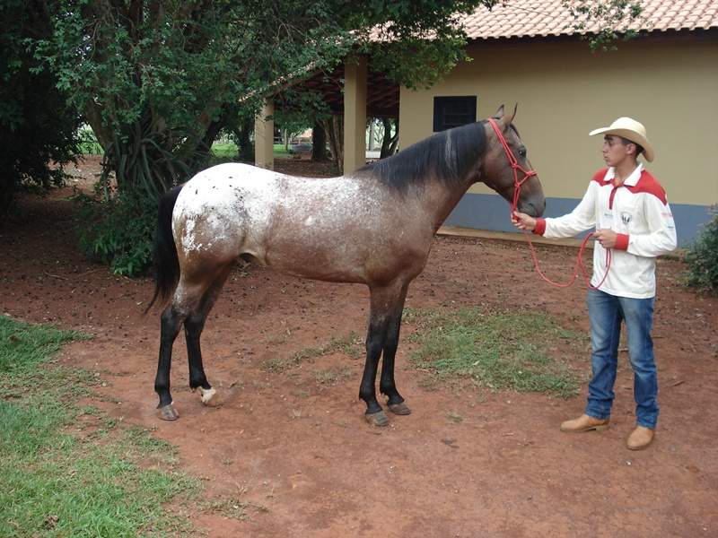 CAVALO MANGALARDA MARCHADOR