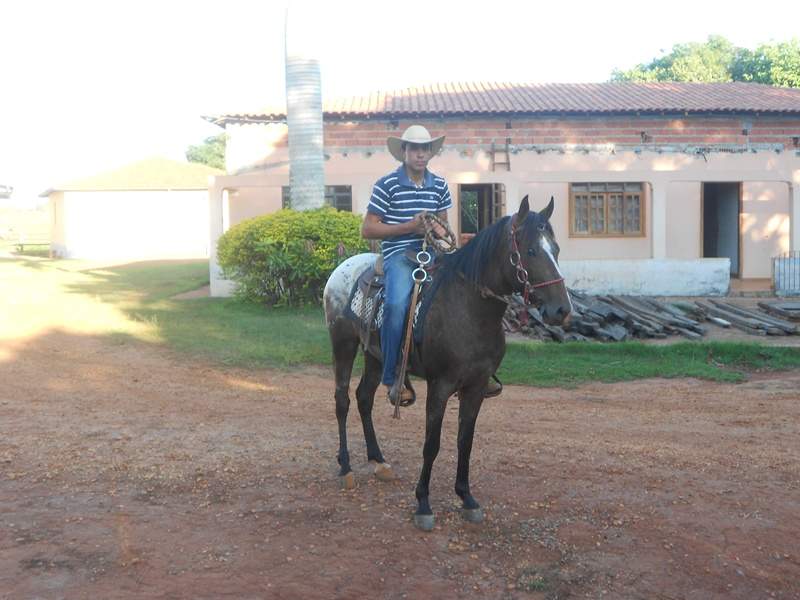 CAVALO MANGALARGA MARCHADOR