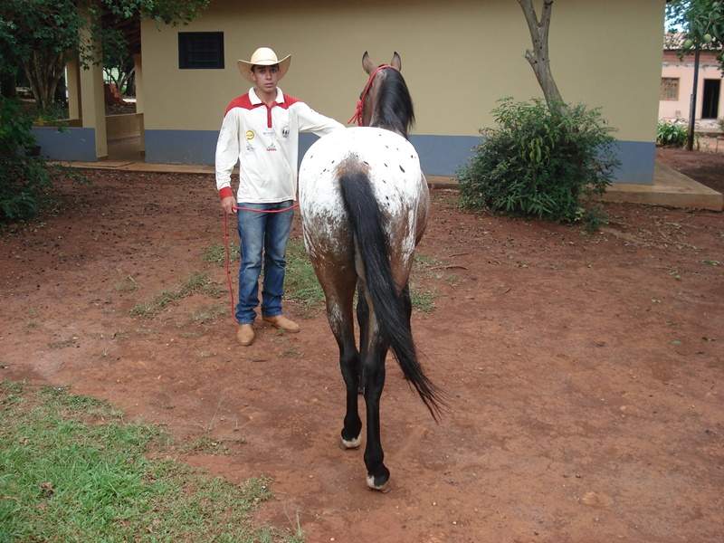 CAVALO MANGALARGA