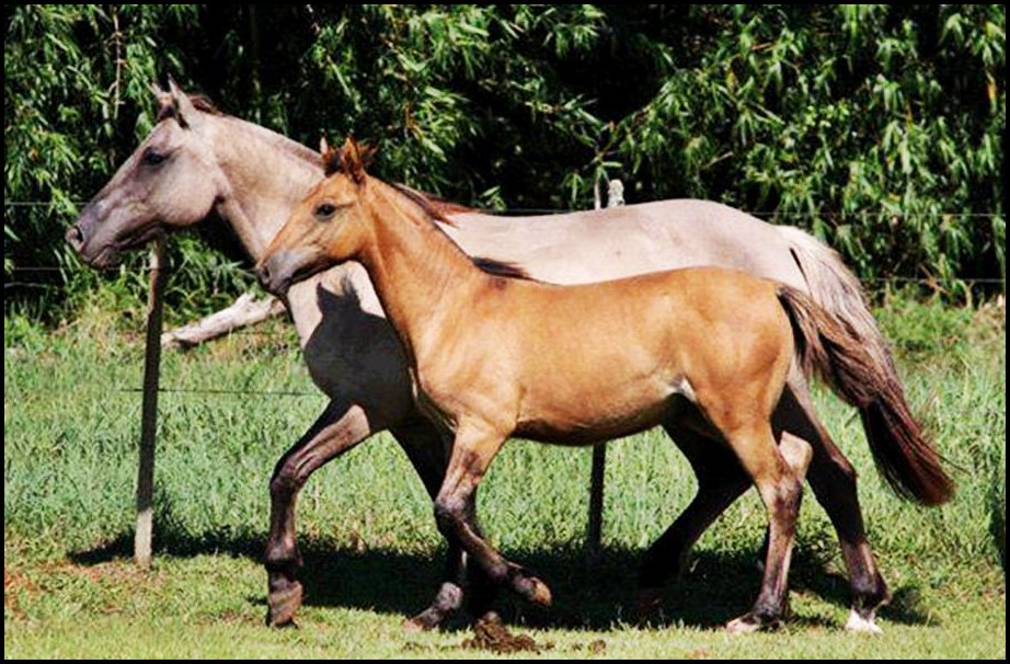 CAVALO CRIOULO