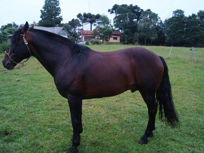vendocavalos.com- crioulo macho