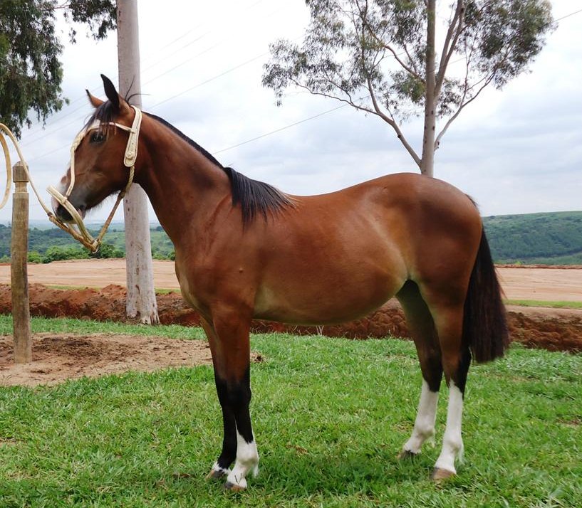 Crioulo Fêmea