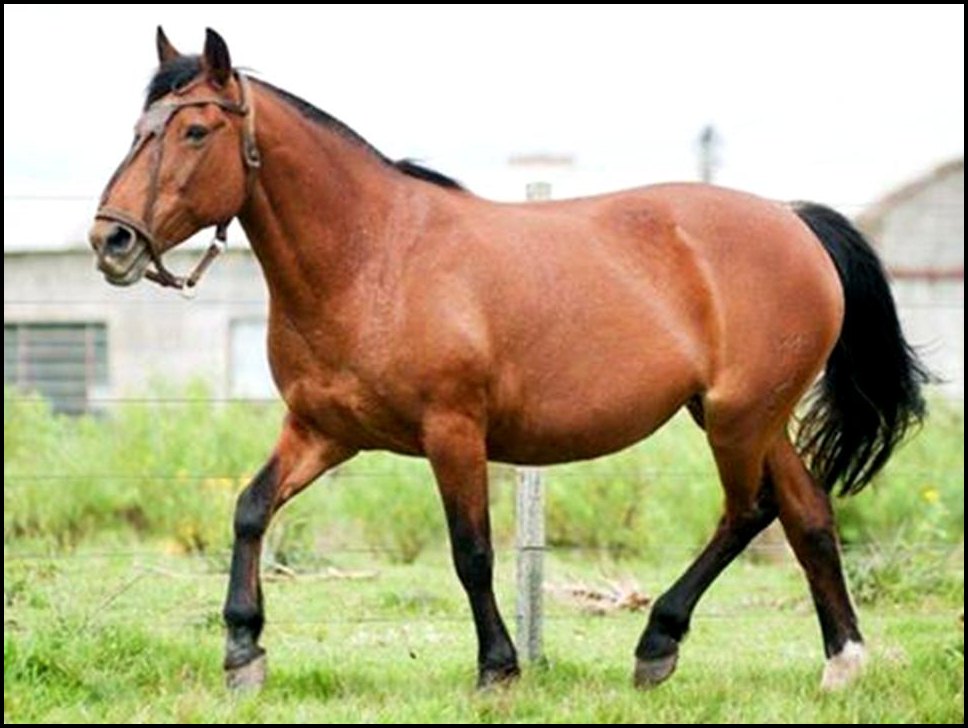 CAVALO CRIOULO FEMEA