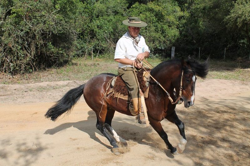 CAVALO CRIOULO MAHO