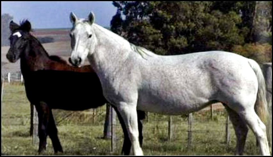 CAVALO CRIOULO