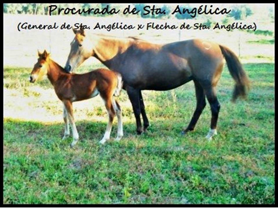 Cavalo crioulo