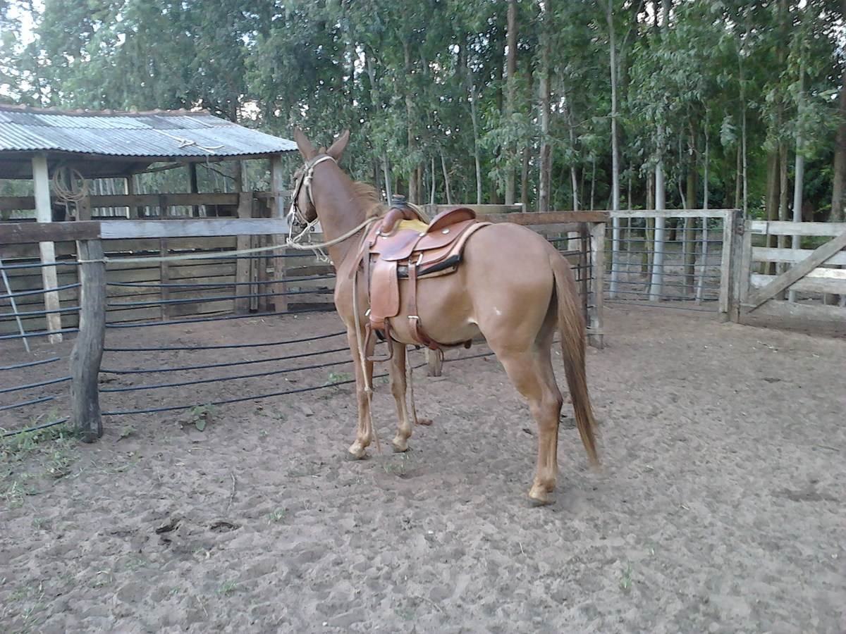 VARDUMIRO
