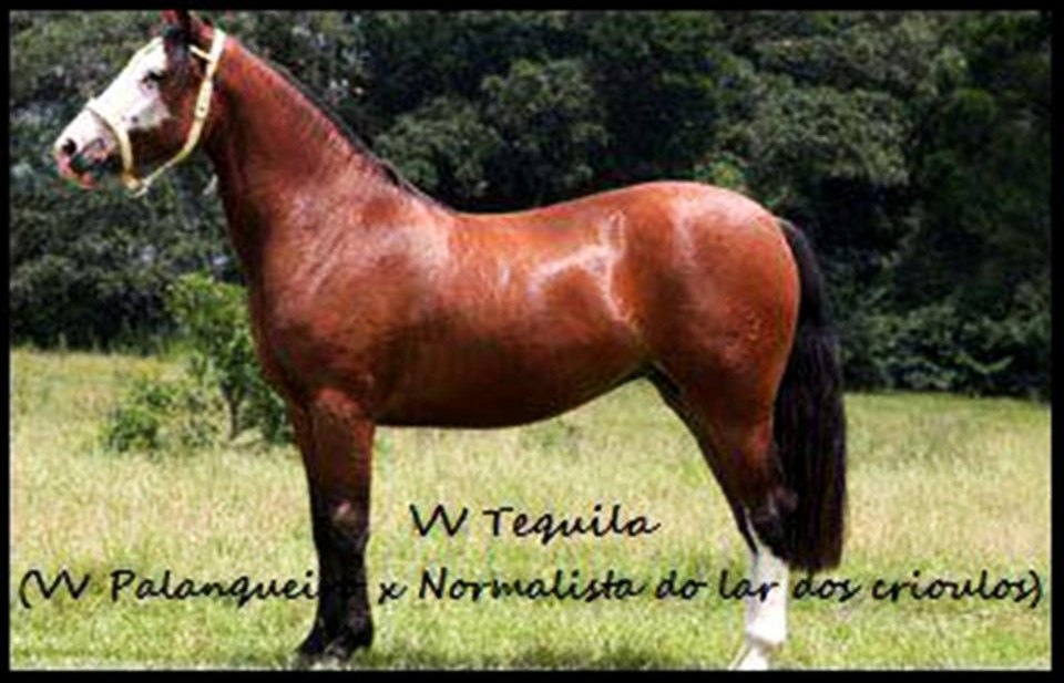 ÉGUA CRIOULA