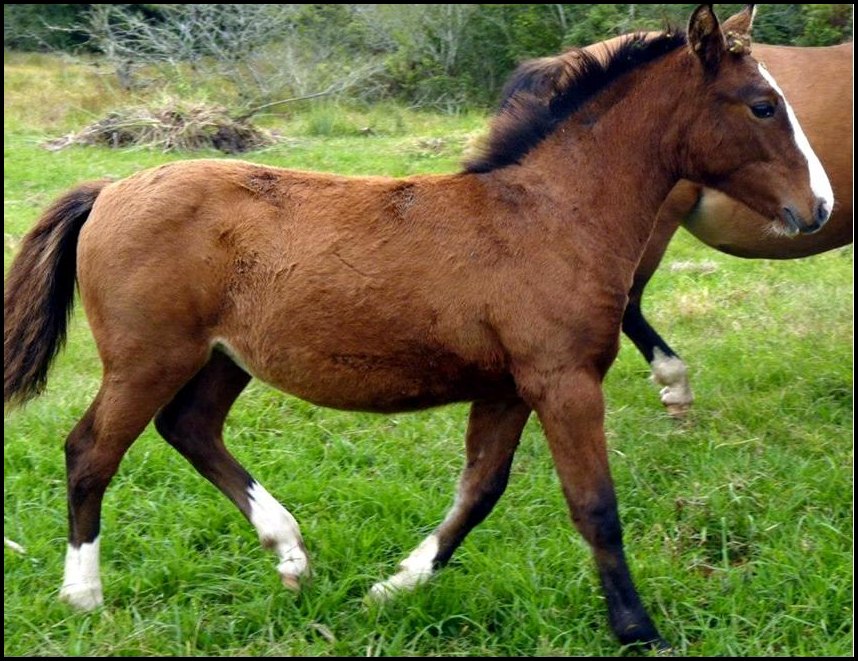 cavalo crioulo femea