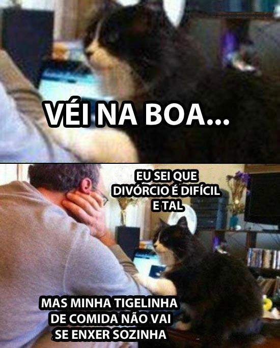 gatinho