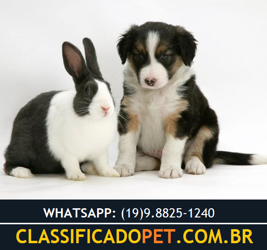 Canil Border Reobote – Especializado na Criação de Border Collies