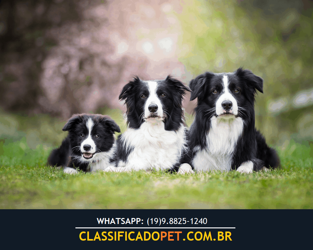 Border Collie Pedigree Cbkc Filhotes Alta Linhagem