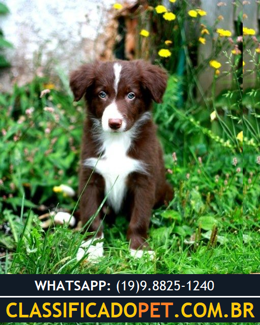 Venha descobrir por que Border Collie solta muito pelo! I Petz