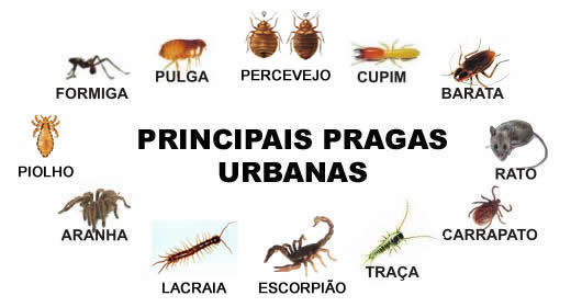 Dedetizadora Pragas urbanas