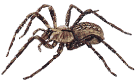 dedetizadora aranhas