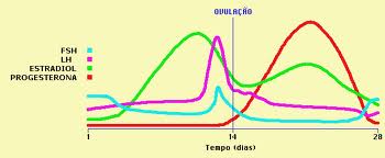 ciclo ovulatório