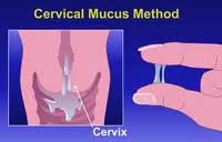 Muco Cervical 