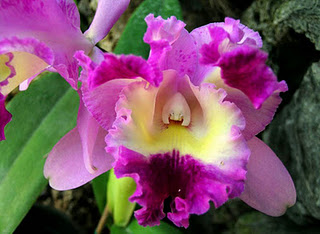 Orquídea