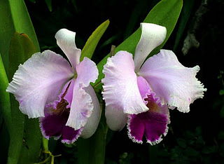 Orquídea