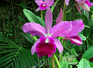 Orquídea