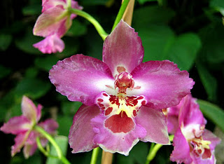 Orquídea