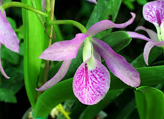 Orquídea