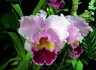 Orquídea