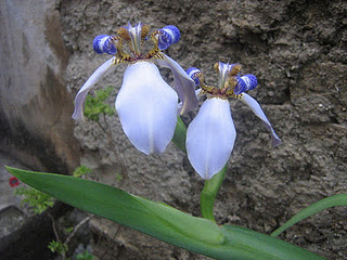 Orquídea