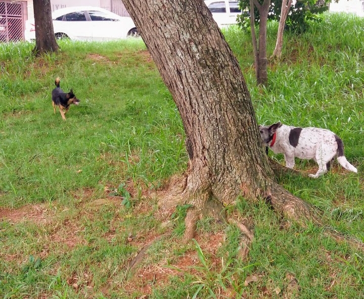 Minha Família Pet's 