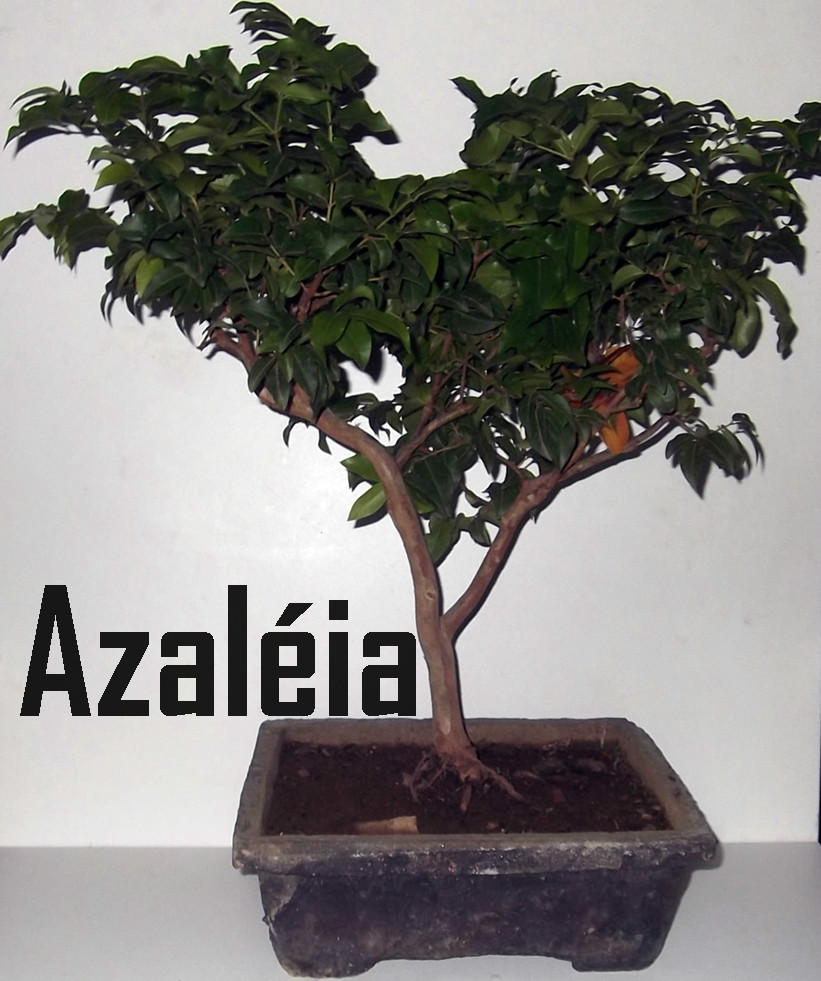 Azaleía