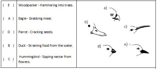 beaks-1