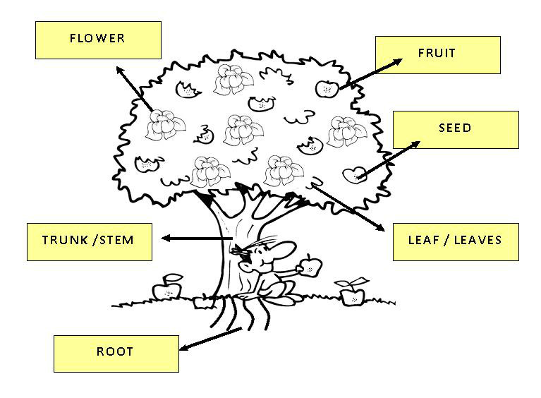 plant 1