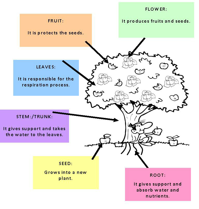 plant-2