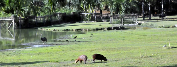 Zoologico UFMT