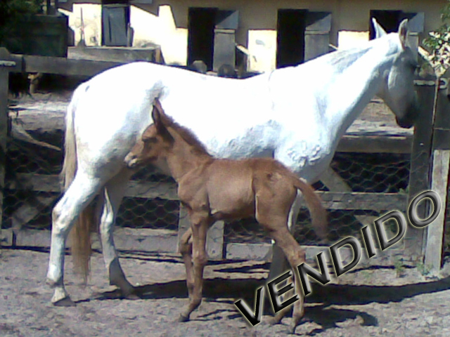 Branca  Mangalarga Marchador com mulinha ao pé