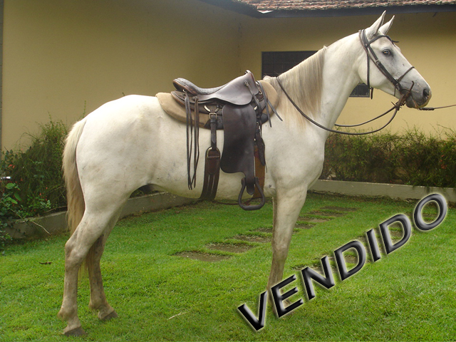 Cavalo Mangalarga Marchador Astuto