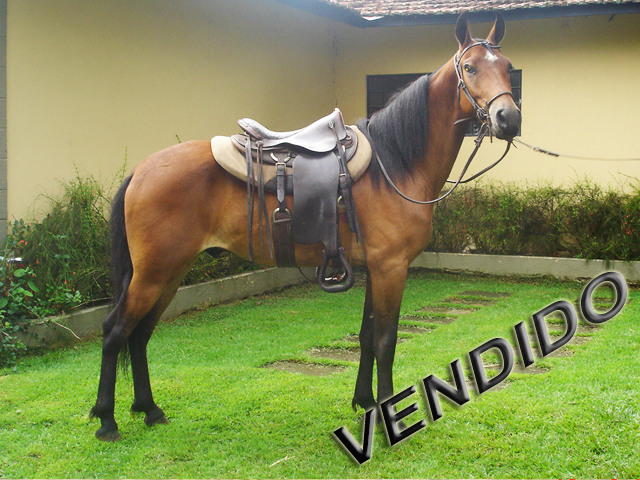 Cavalo Mangalarga Marchador Corsário