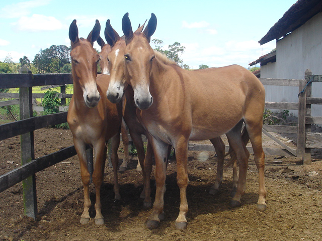 Muares filhos de jumento Nacional x égua Mangalarga