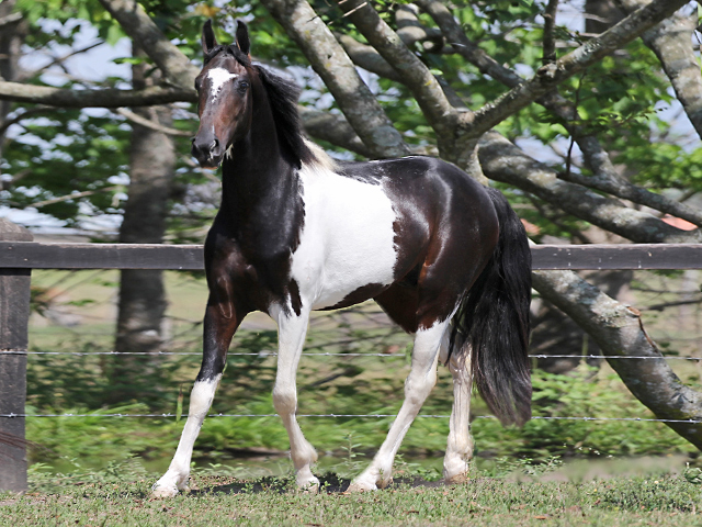 GARANHÃO PAMPA DE PRETO