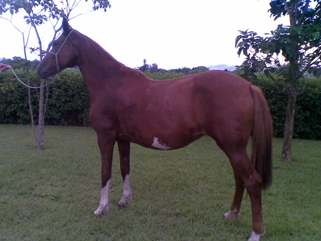 Lady Maçaim  (Topázio JO x Grace JO- Orçamento AJ) Lady Maçaim  (Topázio JO x Grace JO- Orçamento AJ)