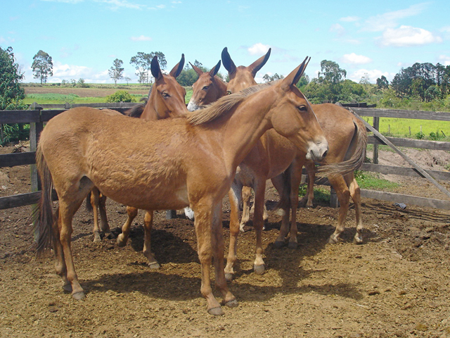 Muares filhos de jumento Nacional x égua Mangalarga