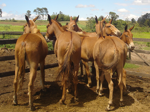 Muares filhos de jumento Nacional x égua Mangalarga